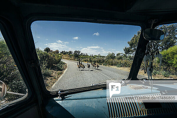 Van hält für Emus an  die eine sonnige Straße überqueren  Australien