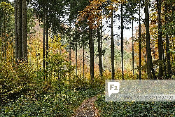 Waldweg durch das Radautal im Herbst  Nationalpark Harz  Harz  Niedersachsen  Deutschland  Europa
