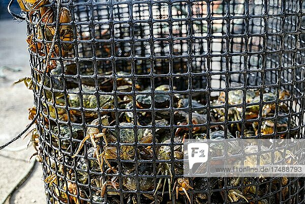 Viele der kleinen grünen Krabben befinden sich in dem Korb im Hafen von Alvor  Portugal. Fischer verwenden Krabben als Köder für Tintenfische