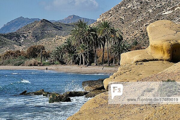 Bucht mit Palmen vor Aguilas  Sandsteinfelsen am Strand  Aguilas  Murcia  Spanien  Europa