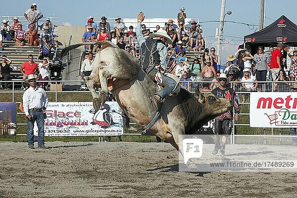 Rodeo competition  bull riders  Valleyfield Rodeo  Valleyfield  Province of Quebec  Canada  North America