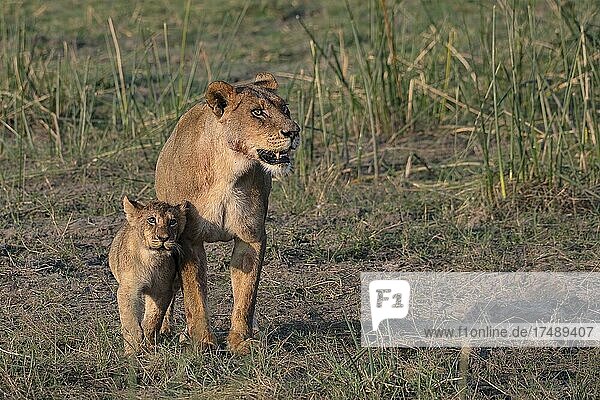 Löwe (Panthera leo)  Löwin mit Jungtier  Moremi Game Reserve West  Okavango Delta  Botswana  Afrika