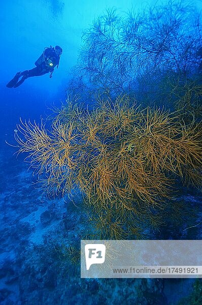 Buschige Dörnchenkoralle (Antipathes caribbeana)  Schwarze Koralle  im Hintergrund Taucherin in blaues Wasser über Korallenriff  Karibik  Bahamas  Mittelamerika