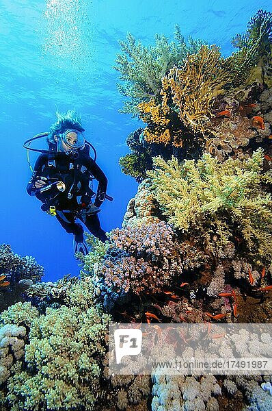 Diver Sport diver dives over illuminated intact coral reef with stony corals (Scleractinia) and soft corals (Dendronephthya)  Red Sea  Egypt  Africa