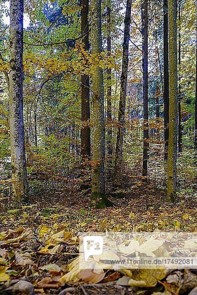 Buchenwald im Herbst  am Alatsee bei Füssen  Herbstlaub  Ostallgäu  Oberbayern  Bayern  Deutschland  Europa