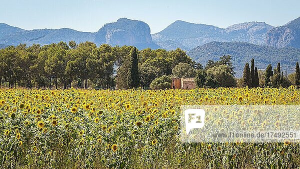 Sonnenblumen-Feld vor Tramuntana-Gebirge  bei Sencelles  Mallorca  Spanien  Europa