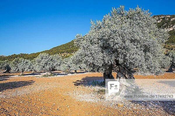 Old olive trees in olive grove  near Valldemossa  Majorca  Spain  Europe