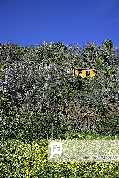 Rapsfeld und blühender Mandelbaum (Prunus dulcis) und Haus  La Palma  Spanien  Europa