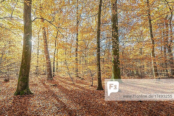 Bergwald im Herbst mit orangefarbenem und gelbem Laub  Vogesen  Frankreich  Europa