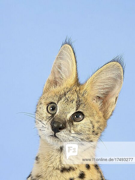 Serval (Leptailurus serval)  Jungtier  17 Wochen  Tierportrait  captive  Studioaufnahme  Österreich  Europa