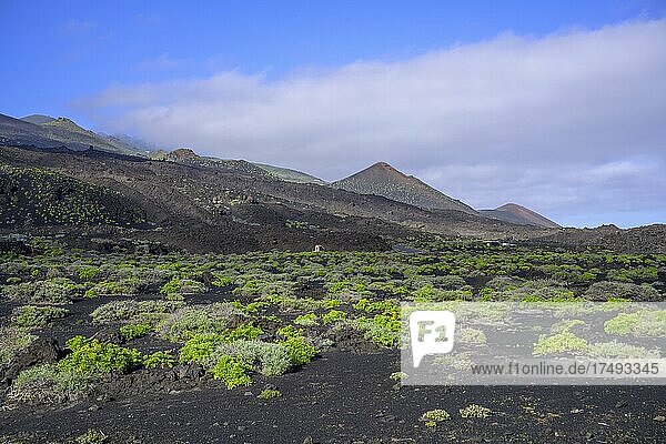 Lavafelder mit frischem Grün  Fuencaliente  La Palma  Spanien  Europa