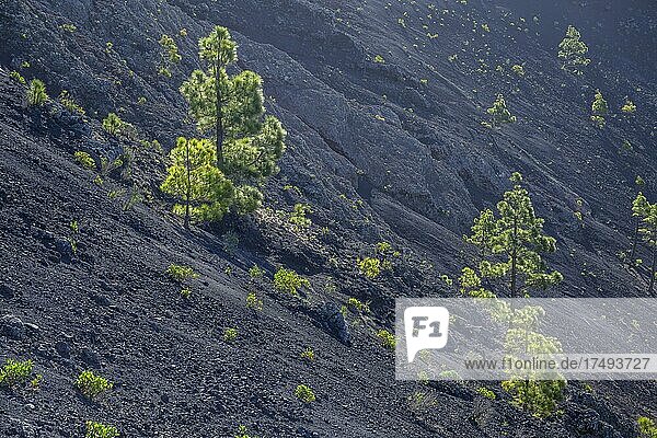 Kanarische Kiefer (Pinus canariensis) wächst in der Caldera des Vulkans San Antonio  Fuencaliente  La Palma  Spanien  Europa