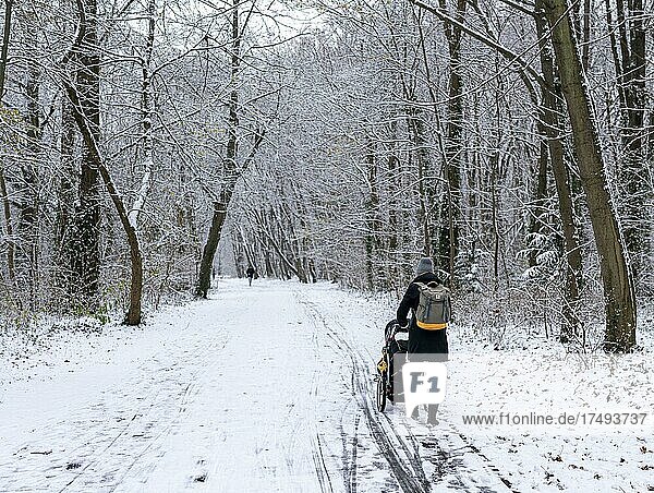 A walker in the wintery snow-covered Tiergarten  Berlin  Germany  Europe