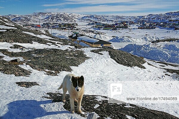 Junger Schlittenhunder posiert in winterlicher Landschaft  einige Häuser  Ilulissat  Diskobucht  Arktis  Grönland  Dänemark  Nordamerika
