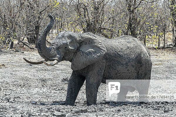 Afrikanischer Buschelefant (Loxodonta africana)  Schlammbad  Savuti  Chobe National Park  Botswana  Afrika