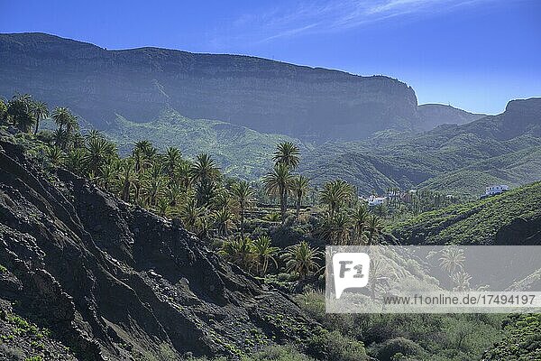 View to a palm grove below the village  walking to Playa del Trigo  Alojera  La Gomera  Spain  Europe