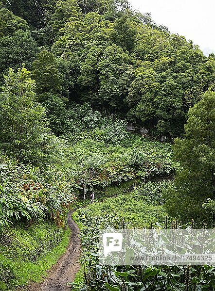 Hikers on the way to the Salto do Prego waterfall past the large-leaved perennials of the butterfly ginger  Faial da Terra  Sao Miguel Island  Azores  Portugal  Europe