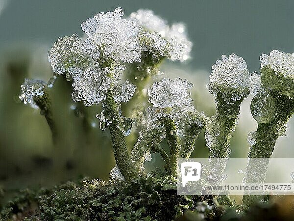 Becherflechte (Cladonia pyxidata) mit Eiskristallen behaftet  Nordrhein-Westfalen  Deutschland  Europa