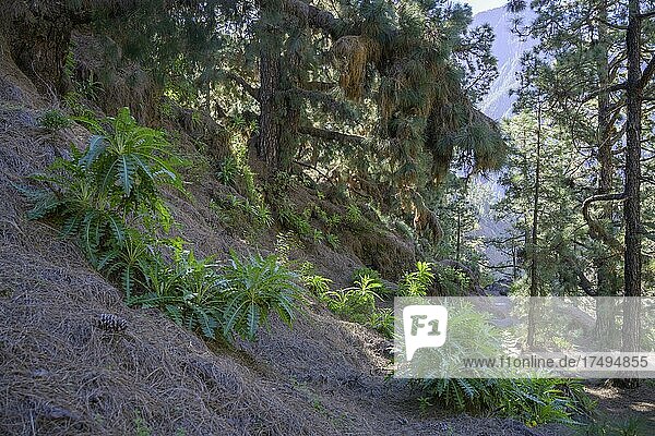 Kanarische Kiefer (Pinus canariensis) ist Feuerresistent und unterdrückt andere Pflanzen durch die herbfallenden Nadeln  Caldera de Taburiente  El Paso  La Palma  Spanien  Europa