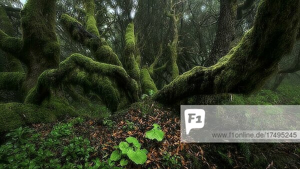 Mit Moos bewachsene Bäume im Lorbeerwald  Doppelbelichtung  Laurisilva  Monteverde  El Hierro  Kanarische Inseln  Spanien  Europa