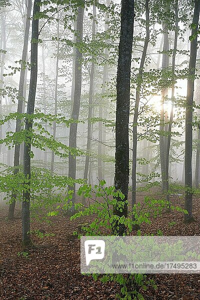 Sonnen in einem Buchenwald mit neuen Blättern  Buchengewächse (Fagaceae)  Wald  Leibertingen  Naturpark Obere Donau  Baden-Württemberg  Deutschland  Europa