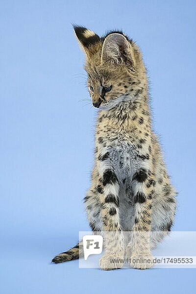 Serval (Leptailurus serval)  Jungtier  9 Wochen  sitzend  captive  Studioaufnahme  Österreich  Europa