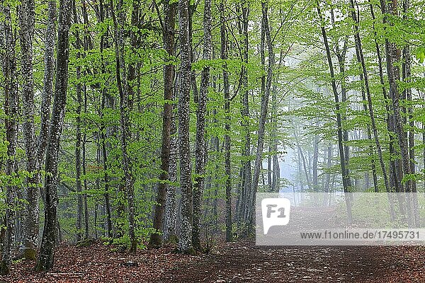 Weg in einem Buchenwald mit neuen Blättern,  Buchengewächse (Fagaceae),  Wald,  Leibertingen,  Naturpark Obere Donau,  Baden-Württemberg,  Deutschland,  Europa