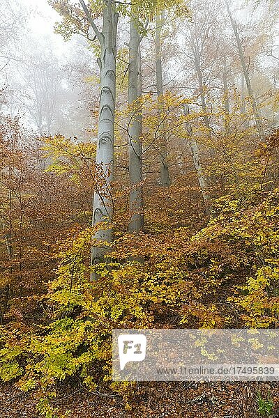 Buchenwald (Fagus) Weg im Herbst  Abgesägte Buchenstämme  Baden-Württemberg  Deutschland  Europa