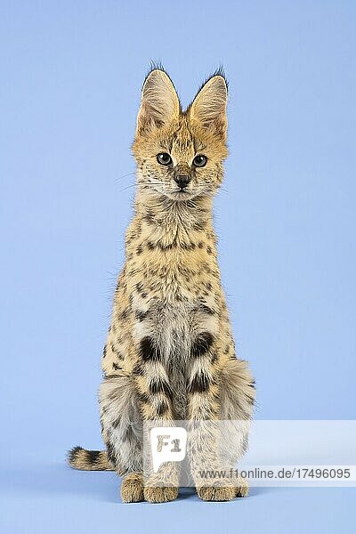 Serval (Leptailurus serval)  Jungtier  17 Wochen  captive  Studioaufnahme  Österreich  Europa