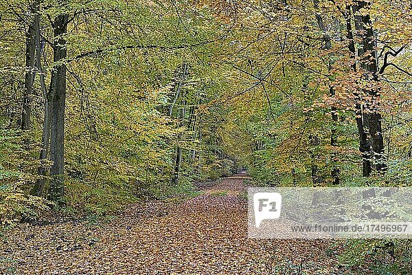 Hiking trail leads through autumn forest  deciduous forest  Moselle  Rhineland-Palatinate  Germany  Europe