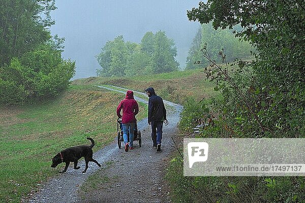 Parents with pram and dog taking a walk on forest path  Switzerland  Europe