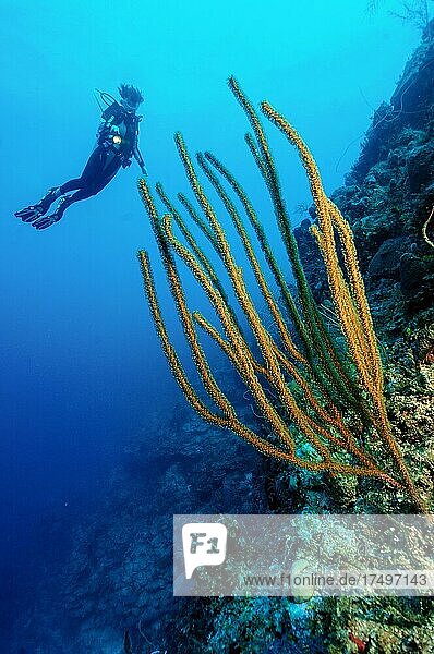 Taucherin Sporttaucher blickt auf beleuchtet Karibische Hornkoralle (Muricea elongata)  Karibik  Bahamas  Mittelamerika