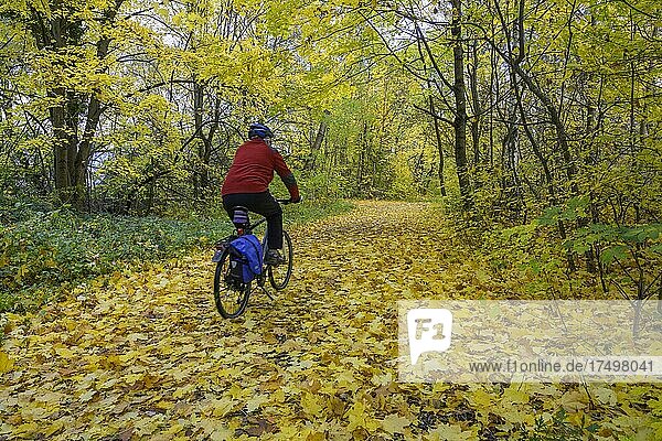 Cyclist on autumnal cycle path  Enzesfeld-Lindabrunn  Lower Austria  Austria  Europe