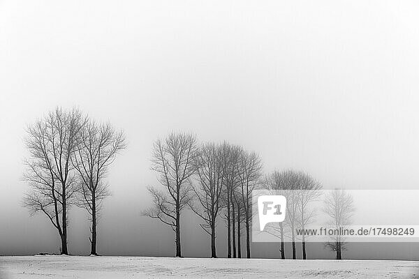 Bäume im Nebel in Winterlandschaft  Obergünzburg  Ostallgäu  Bayern  Deutschland  Europa