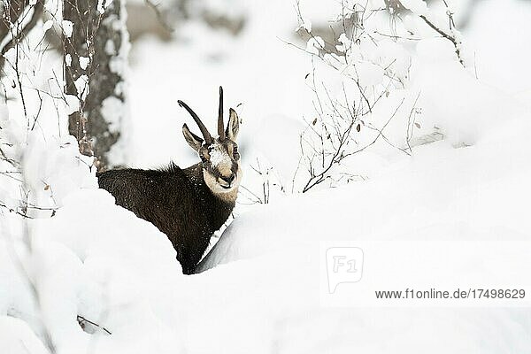Gämse (Rupicapra rupicapra)  Portrait eines Gamsbocks ruhend im Schnee  Tirol  Österreich  Europa