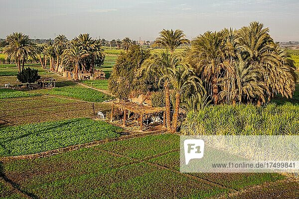 Fruchtbare Felder  Luxor aus der Vogel-Perspektive im Heissluftballon  Theben  Ägypten  Luxor  Theben  Ägypten  Afrika