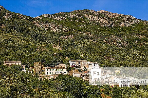 Am Hang gelegenes Rogliano mit Genueserturm  ehemaligem Kloster  mehreren Kirchen  Cap Corse  Korsika  Rogliano  Korsika  Frankreich  Europa