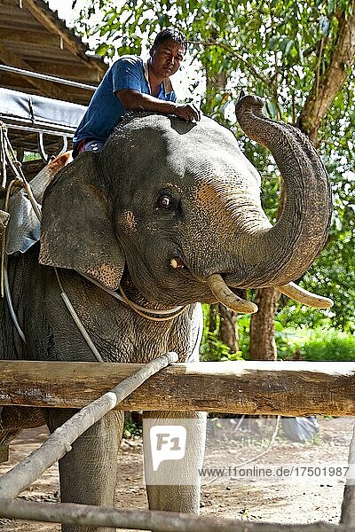 Elephant trek through the jungle/ elephant tour  jungle  Khao Sok  Thailand  Asia