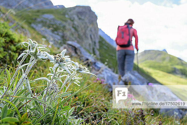 Edelweiss flowers (Leontopodium nivale) growing outdoors with female hiker walking in background