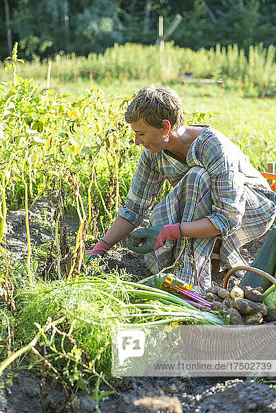 Farm worker collecting vegetables from garden in basket