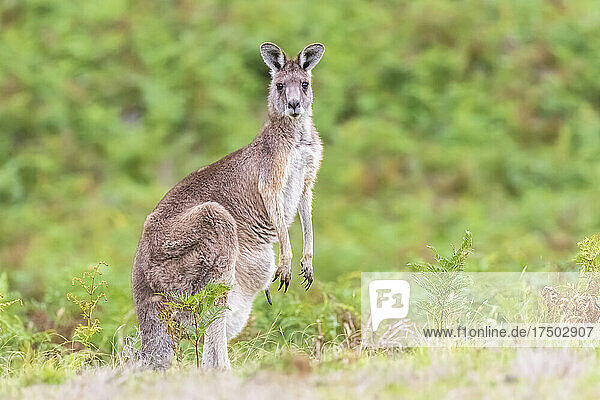 Portrait of eastern grey kangaroo (Macropus giganteus) standing outdoors