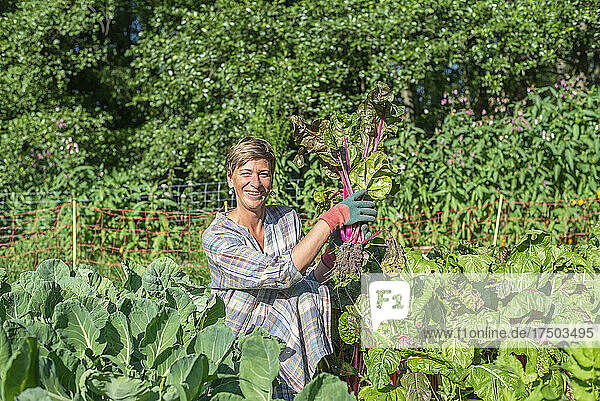 Smiling farm worker holding fresh chard in vegetable garden