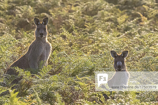 Two eastern grey kangaroos (Macropus giganteus) looking at camera while standing amid green plants