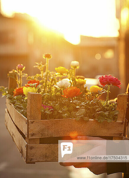 Setting sun illuminating hands of person holding crate of colorful blooming flowers