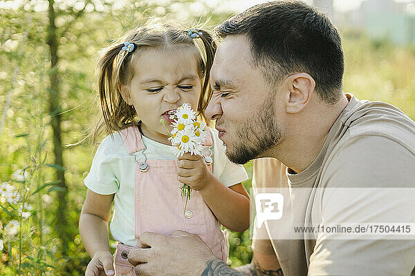 Playful father and daughter smelling daisies