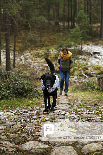Dog with woman in background at forest