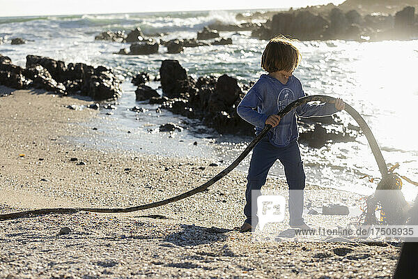 Young boy collecting long ropes of kelp seaweed on a rocky beach