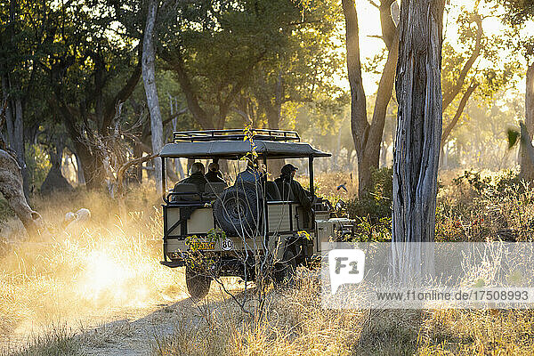 Safari vehicle on a game drive at sunrise