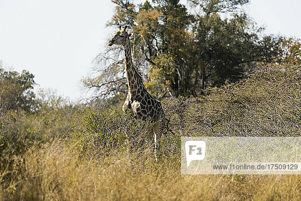 Eine Giraffe  Giraffa camelopardalis  steht im langen Gras