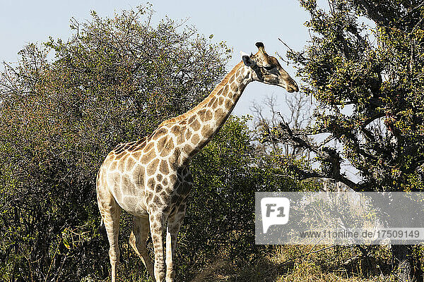 Eine Giraffe  Giraffa camelopardalis  grast auf den oberen Ästen eines Baumes.